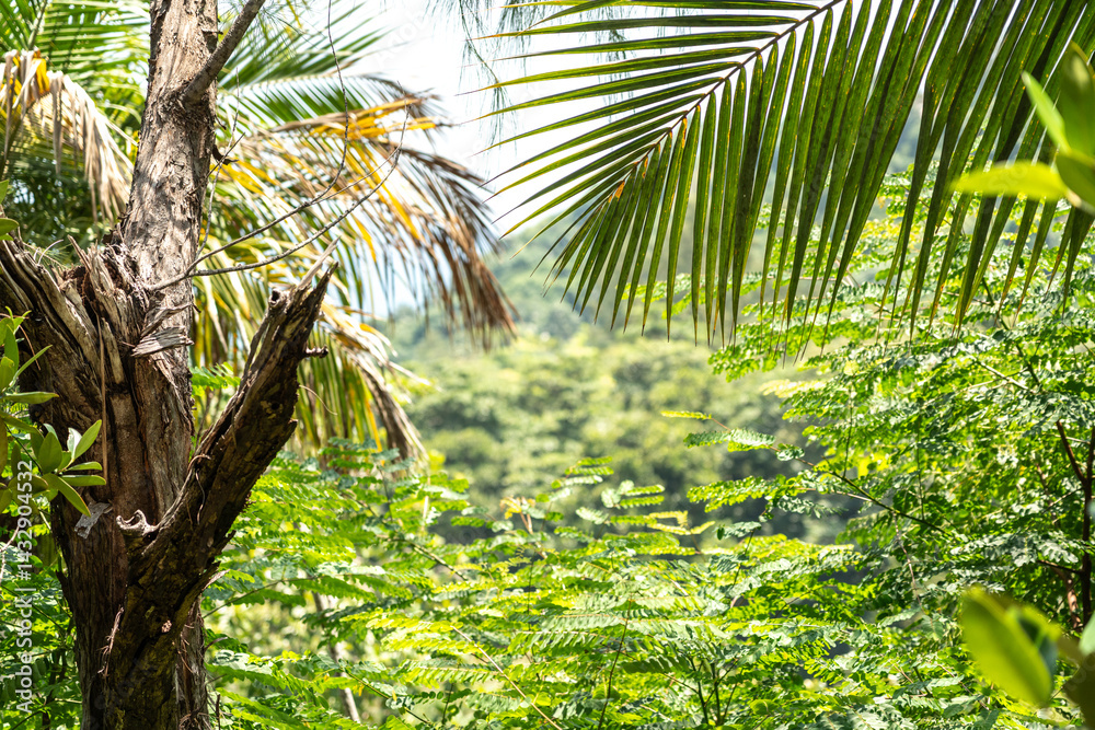 Lush tropical vegetation with palm fronds and forest canopy in Seychelles jungle
