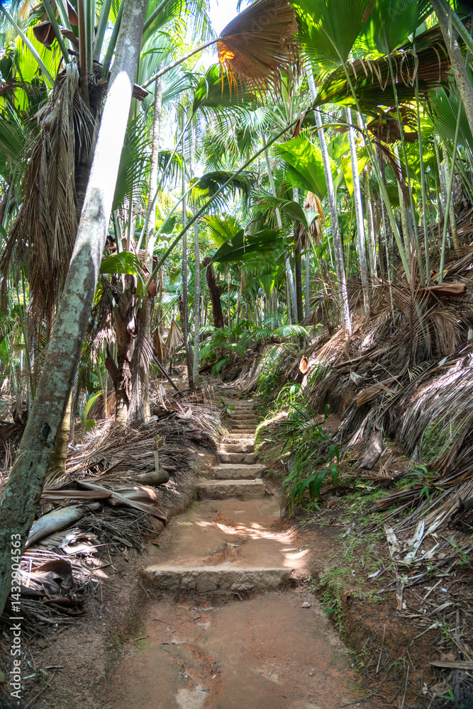 Scenic forest trail through lush coco de mer palm jungle in Fond Ferdinand Nature Reserve