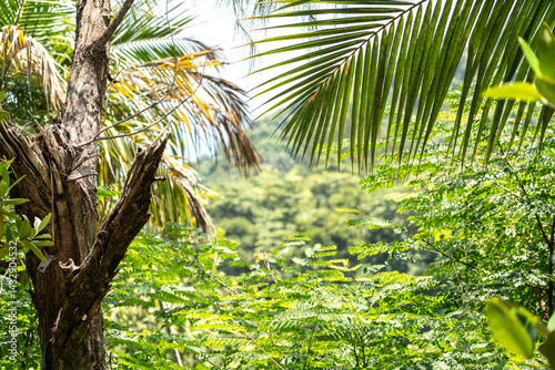 Lush tropical vegetation with palm fronds and forest canopy in Seychelles jungle