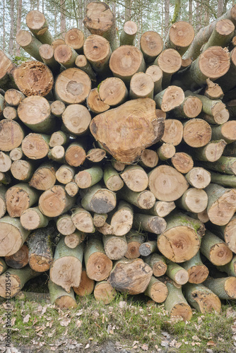 Obraz na płótnie Pile of cut down trees, selective focus. w salonie