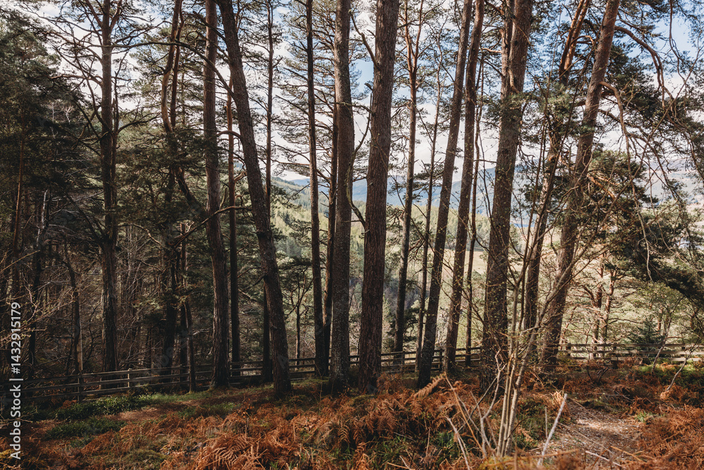 forest in autumn