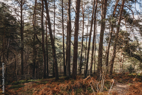 Obraz na płótnie forest in autumn w salonie