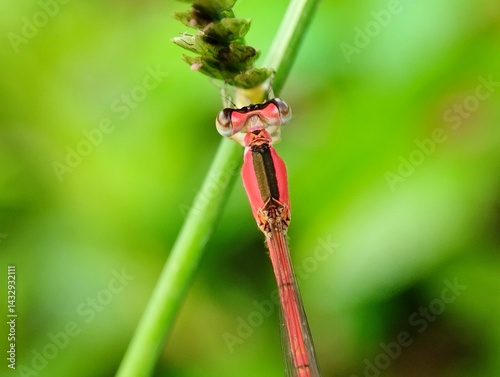 Red dragonfly perched on green grass. Small red dragonfly on blurry green background