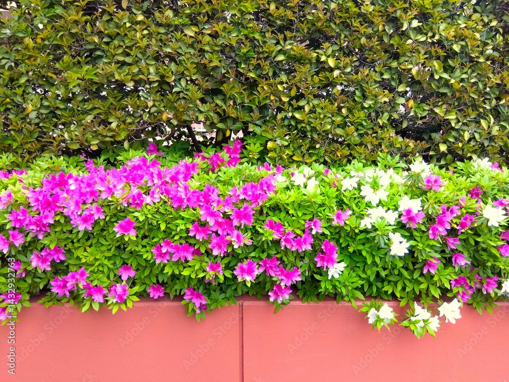 Obraz premium 雨上がりの生垣と植え込みのピンクと白の躑躅