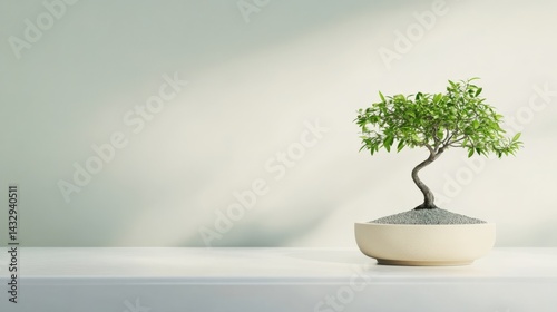 Small bonsai tree in light