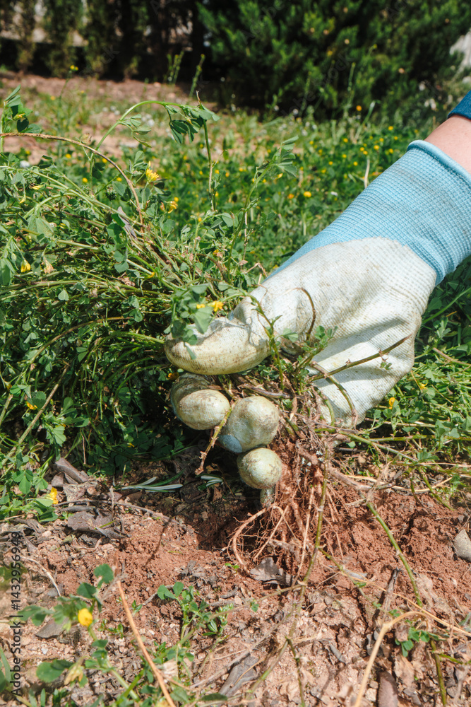 man clears weeds from an agricultural field