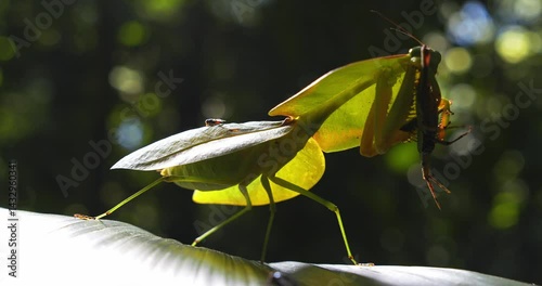 Cobra mantis feasts on live brown grasshopper, gripped in its forearms deep in Peru’s rainforest pestered by flies