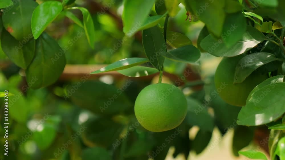 sweet lemon fruit hanging from a tree branch and Swinging due to wind,day time, close up shot, slight pan shot, 4k. sweet lemon fruit hanging from a tree branch and Swinging due to wind,day time, close up shot, slight pan shot, 4k.