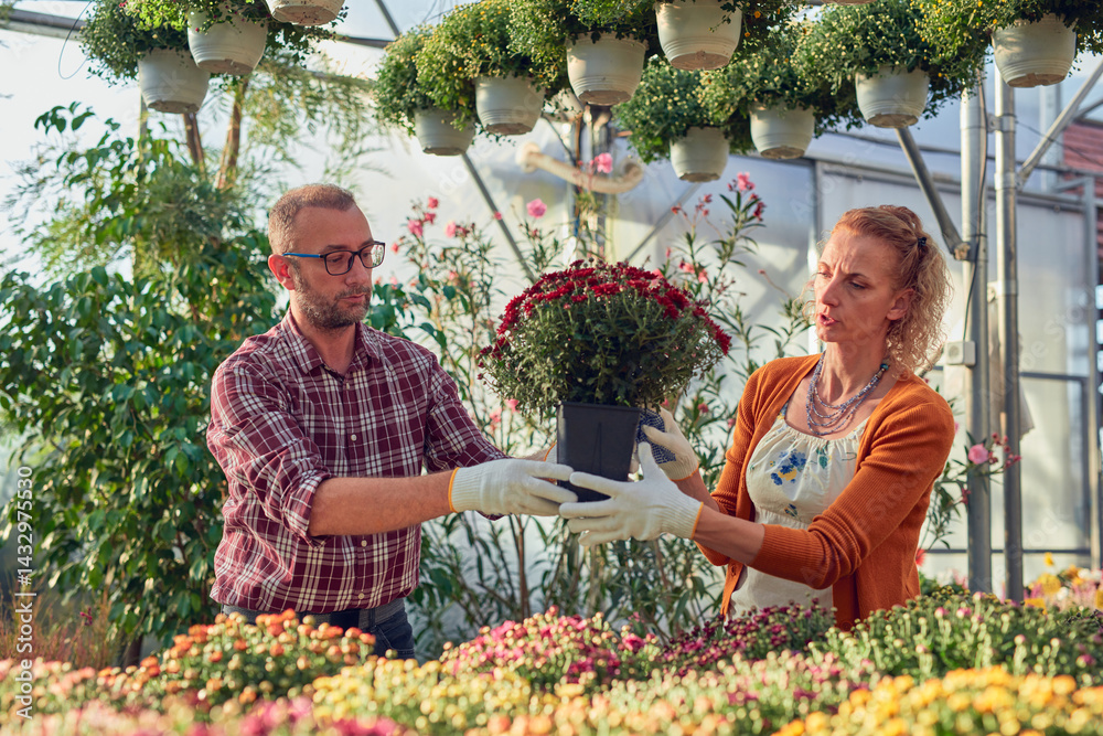 Man and woman working in a flower nursery greenhouse, taking care of plants and preparing it for selling.