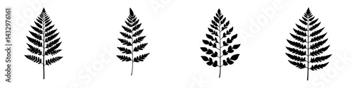 Decorative black fern icons representing various species with detailed leaf structures on a simple background
