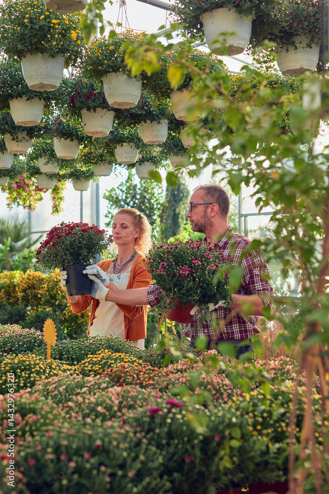 Man and woman working in a flower nursery greenhouse, taking care of plants and preparing it for selling.