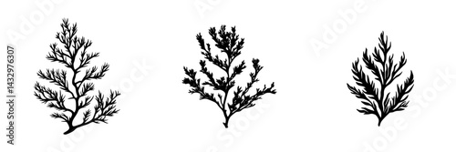 Collection of black botanical icons depicting various seaweed species on a plain background
