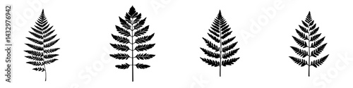 Black icon of fern leaves arranged in a row on a white background showcasing different types and shapes