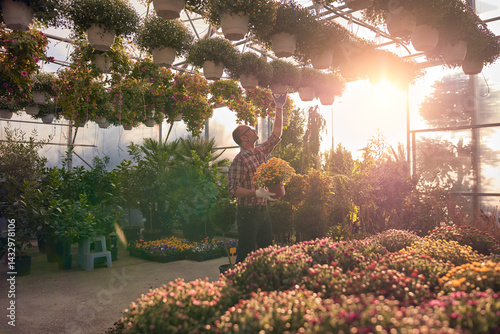 Man working in a flower nursery greenhouse, taking care of plants and preparing it for selling.