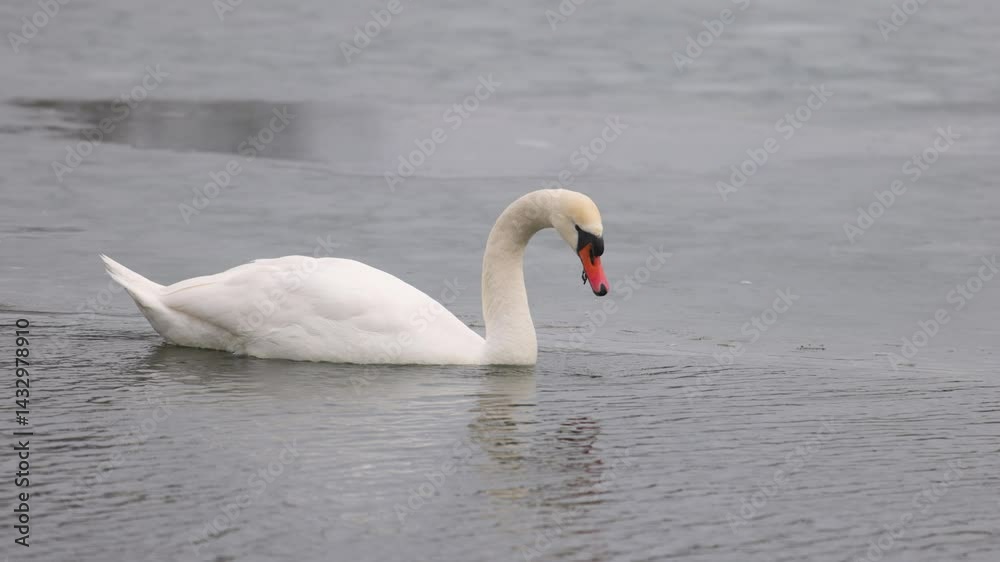 A graceful swan with a long, curved neck drinks water from a cold lake. The surroundings are calm, with ice floating on the surface. The swan's white feathers contrast with the gray water. A graceful swan with a long, curved neck drinks water from a cold lake. The surroundings are calm, with ice floating on the surface. The swan's white feathers contrast with the gray water.