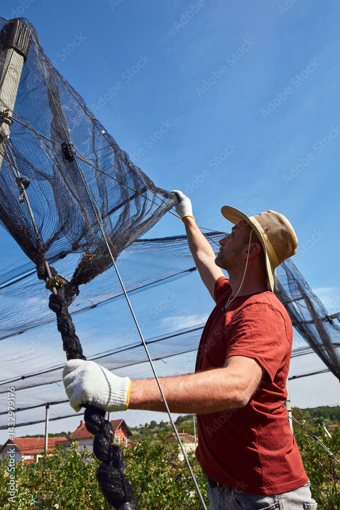 Farmer installing anti hail netting on a agricultural farm for protecting fruits, vegetables and crops from severe weather conditions.