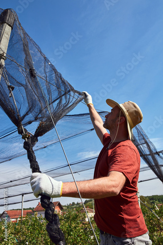 Obraz na płótnie Farmer installing anti hail netting on a agricultural farm for protecting fruits, vegetables and crops from severe weather conditions. w salonie