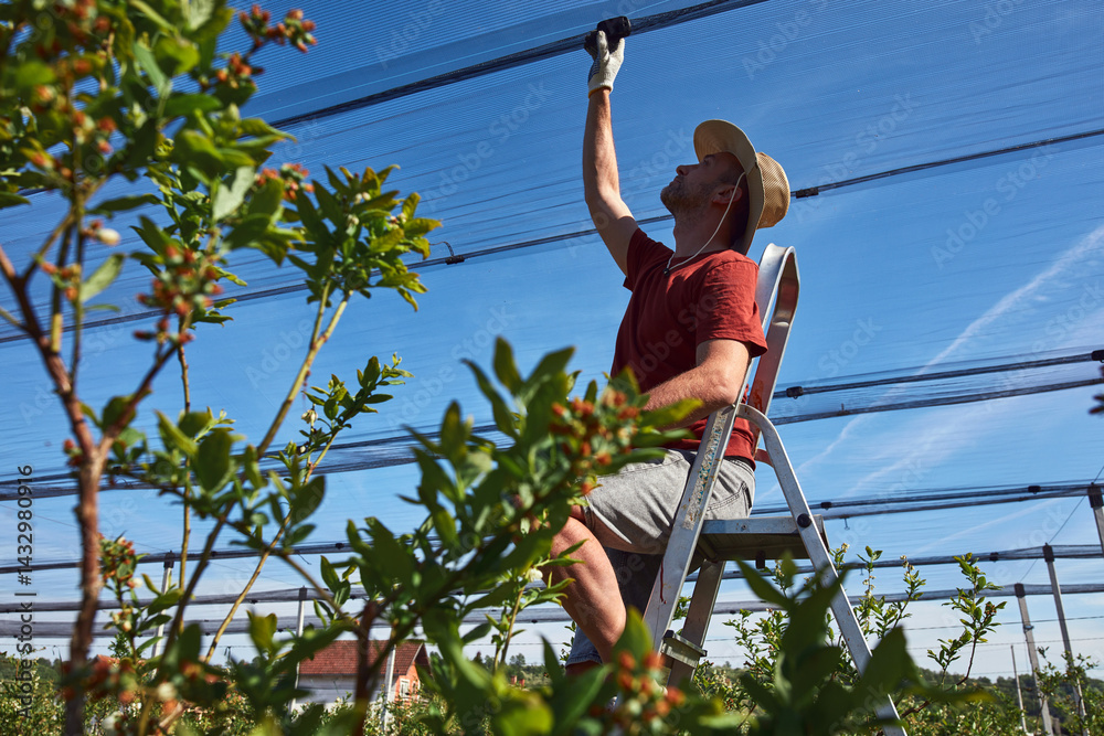 Farmer installing anti hail netting on a agricultural farm for protecting fruits, vegetables and crops from severe weather conditions.