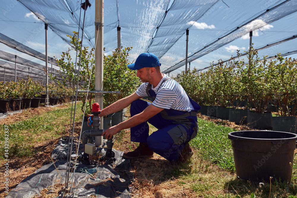 Male gardener working on a water valve for irrigation in a blueberries organic farm.