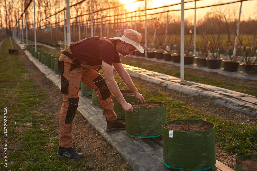 Male gardener with hat working in a blueberries organic farm.