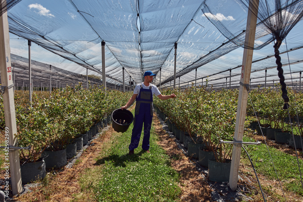 Male gardener working in a blueberries organic farm.