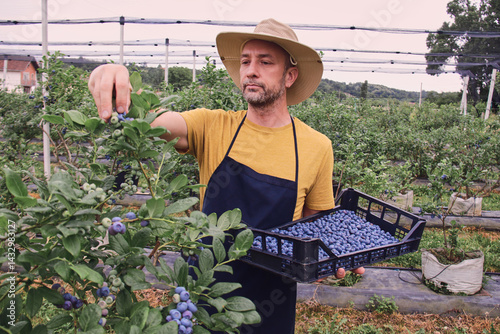 Farmer picking fresh blueberries on a farm.