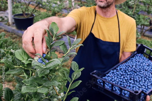 Farmer picking fresh blueberries on a farm.