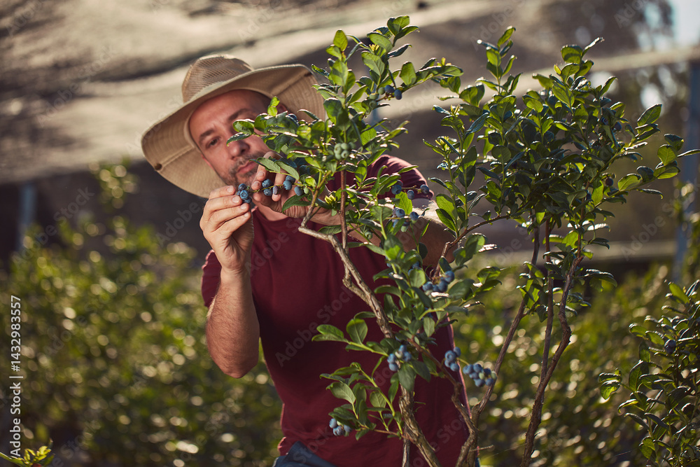 Farmer picking fresh blueberries on a farm.
