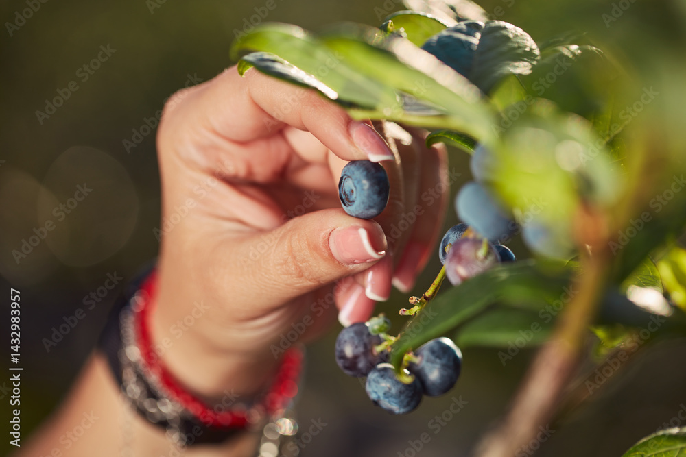 Farmer picking fresh blueberries on a farm. Shallow depth of field photo.