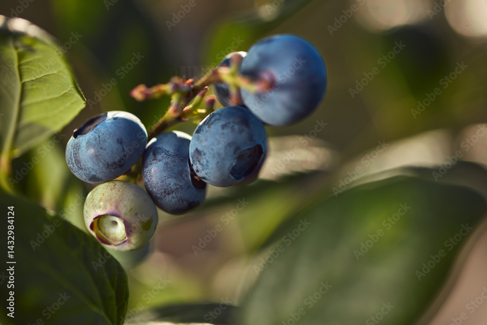 Fresh blueberries ready for seasonal picking on a farm.