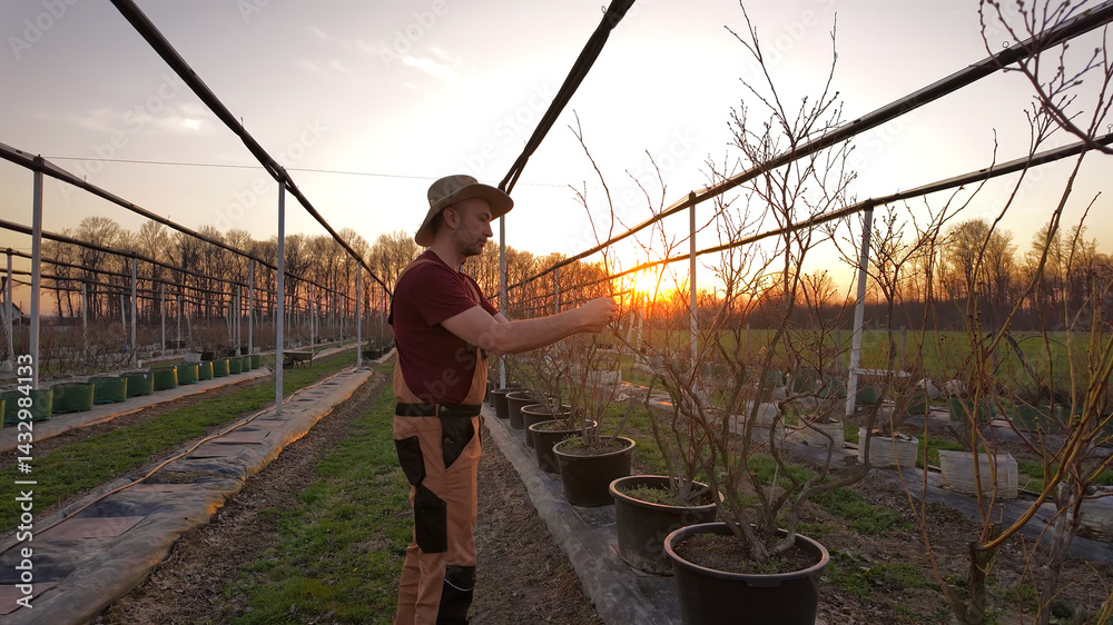 Male gardener working in a blueberries organic farm.