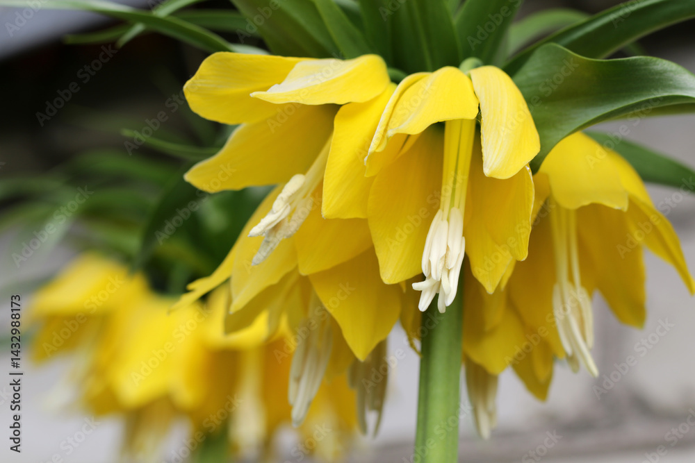 Obraz premium yellow crown imperial flower blossom