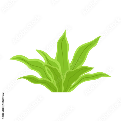 Green algae. Underwater flora, plant. Flat illustration aquarium, oceanic, riverine or lakeine  seaweed on white.