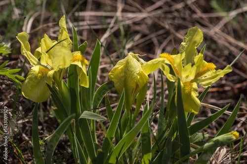 Beautiful yellow iris flowers (lat. Iris)  blooming in the spring garden. Blooming yellow Irises (lat. Iris) in the wild nature of Eastern Siberia.