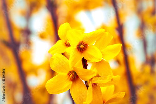 Forsythia, a shrub with yellow flowers from the oleaceae family at springtime