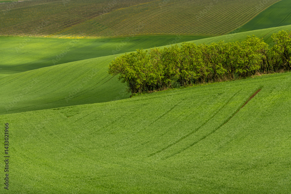 Green rolling fields in Czechia Moravia at spring