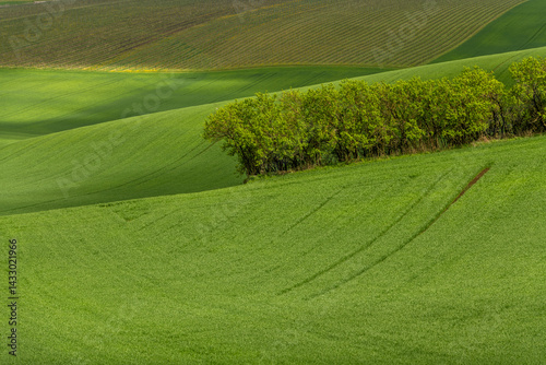 Obraz na płótnie Green rolling fields in Czechia Moravia at spring w salonie