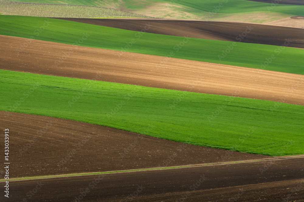 Green rolling fields in Czechia Moravia at spring