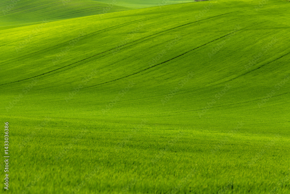 Green rolling fields in Czechia Moravia at spring