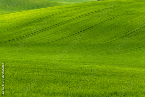Obraz na płótnie Green rolling fields in Czechia Moravia at spring w salonie