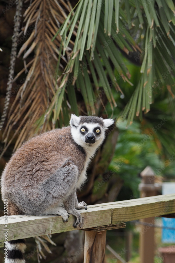 Obraz premium ワオキツネザル