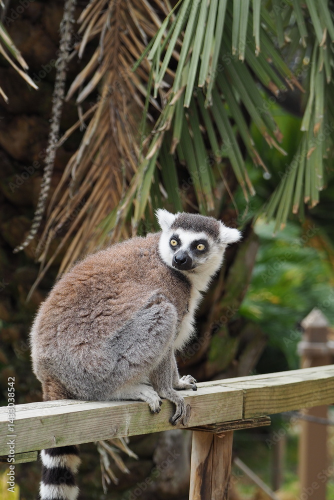 Obraz premium ワオキツネザル