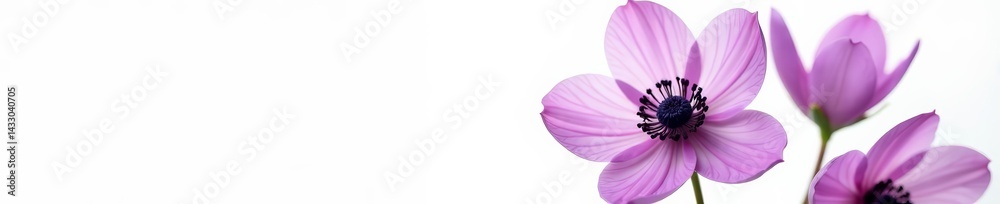 Obraz premium Vibrant purple anemone flower on pure white background, flora, floral, bloom