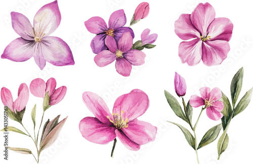 pink flowers on white background