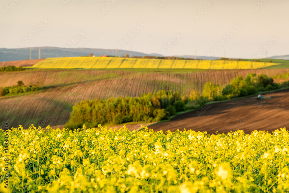 Colorful agriculture landscape at spring
