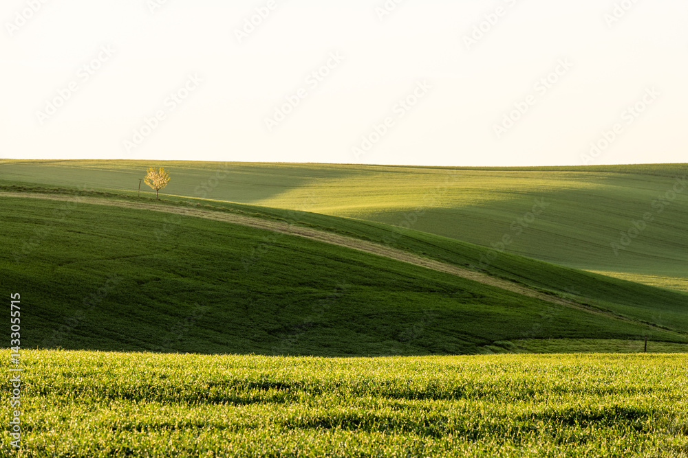 Colorful agriculture landscape at spring