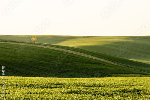 Colorful agriculture landscape at spring
