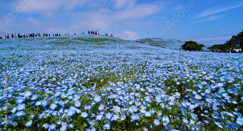 Nemophila Hill in Full Bloom at Hitachi Seaside Park – A Sea of Blue Under the Spring Sky