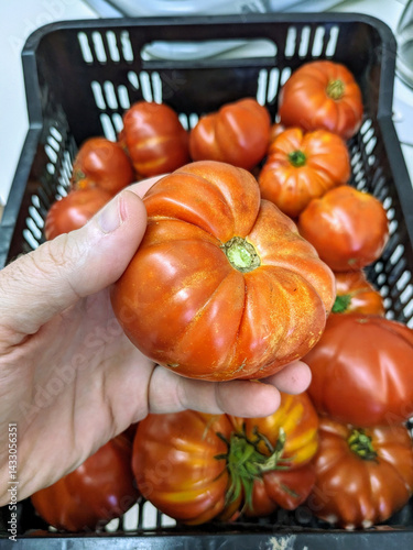 A hand displaying a large, ripe heirloom tomato from a basket full of similar tomatoes.