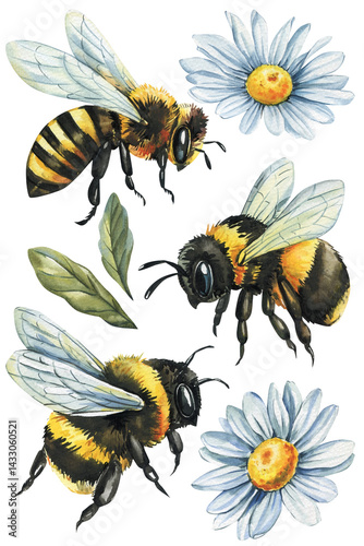 Bumblebees and honeybee with white daisies and green leaves vintage botanical insect illustration, watercolor clipart